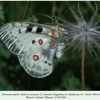 parnassius apollo male1